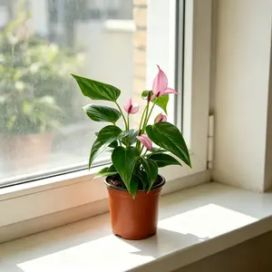 RZ-13  Anthurium Purple Live Indoor Plant in 4 Inch Nursery Pot, Tropical Flamingo Flower with Deep Purple Spathes and Glossy Green Leaves for Home Office Desk Shelf and Bright Spaces