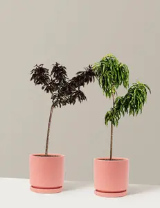 Patio Peach Tree Bundle