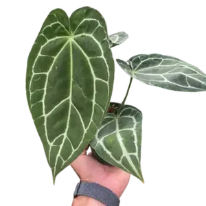 Anthurium Crystallinum Plant Live Anthurium Plant Tropical House Plant Rare Indoor Plant