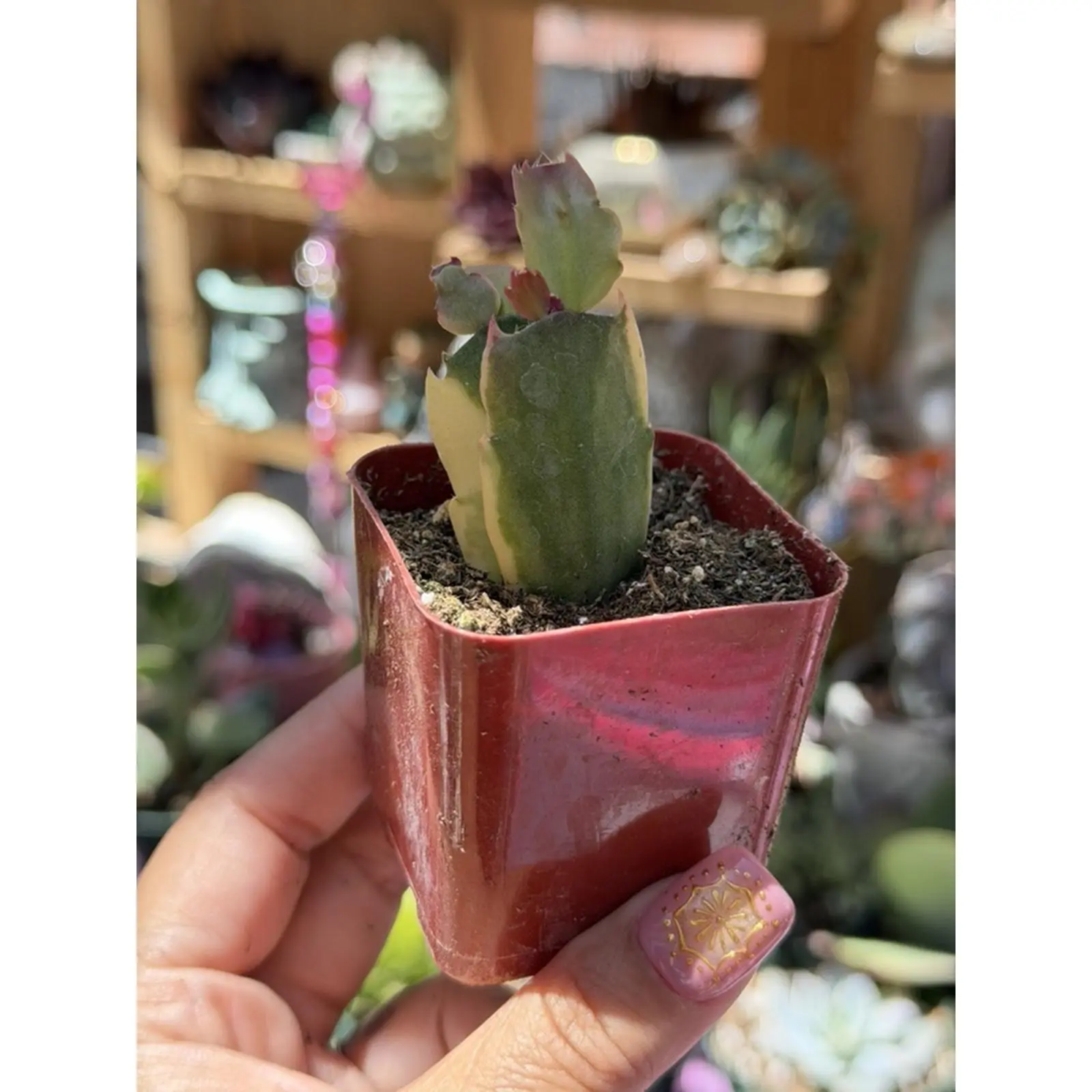 Schlumbergera Truncata Variegated Thanksgiving Cactus