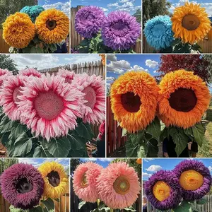 50+ Fluffy Teddy Bear Sunflower Seeds – Colorful Blooms, Dwarf Variety, Perfect for Kids & Gardens