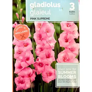 Gladiolus, Flower Bulbs, Pink Flowers, Grown in Holland