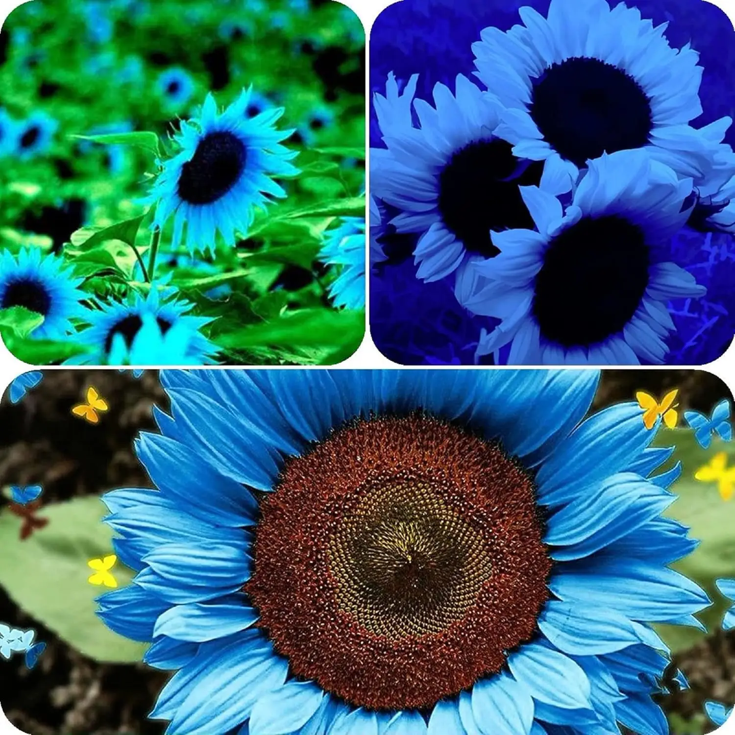 Blue Sunflowers, Blue Sunflowers 50 seeds Rare blue flower hybrid sunflowers grow in gardens and POTS