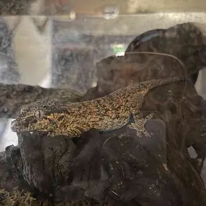 Gothic Black Church Reptile Cave | Dark Aesthetic Enclosure Decor for Lizards & Snakes