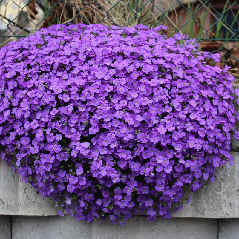 Purple Rockcress (Aubrieta deltoidea) – 250+ Seeds for Vibrant Spring Ground Cover with Stunning Purple Blooms