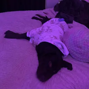 Comfrt Paws | Camo Hoodie