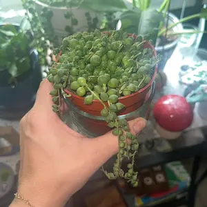 String Of Things Variety Box 4 Plants