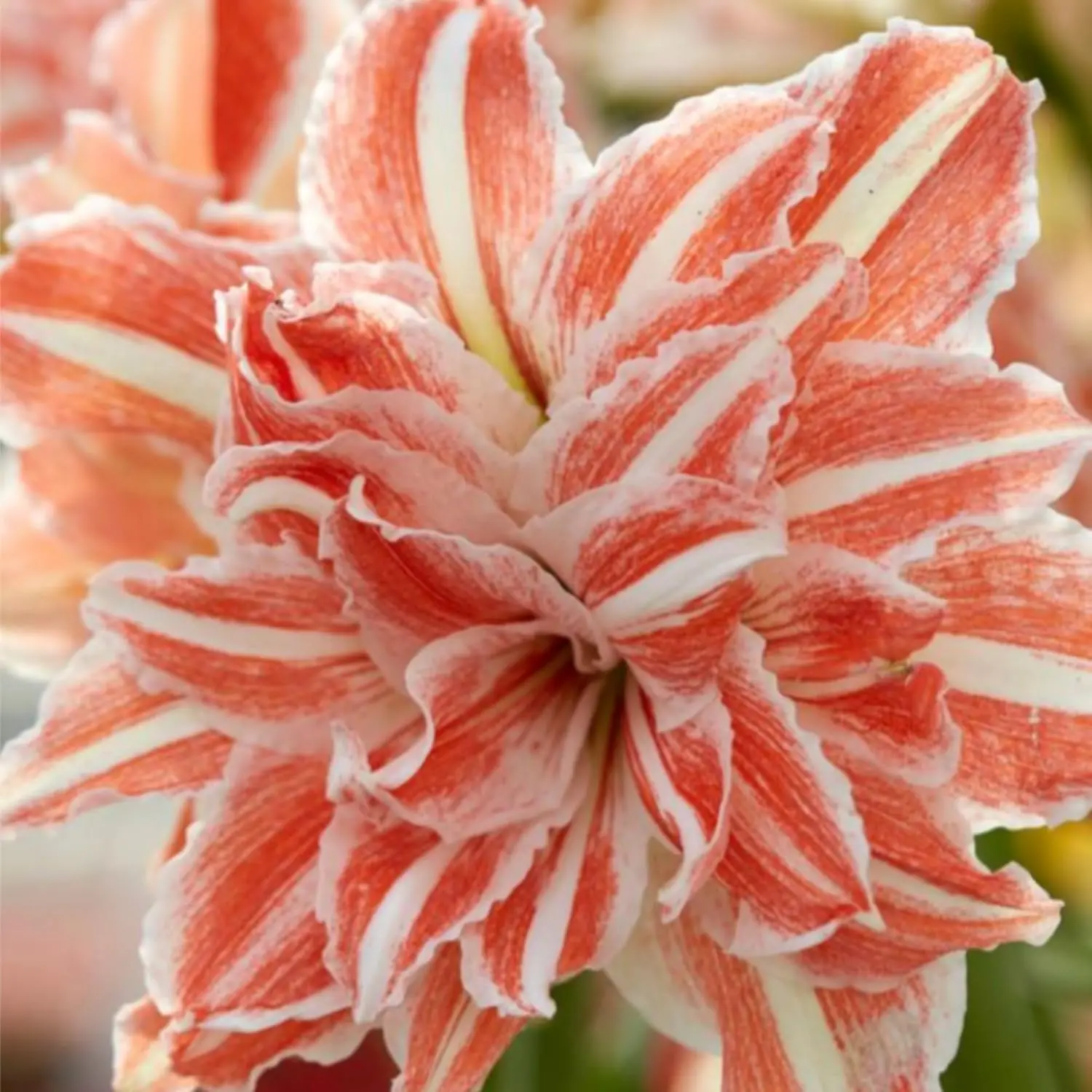 Amaryllis Seeds for Planting Hippeastrum Seeds Flower Bulb Seeds Ornamental Flower Seeds Indoor Outdoor Garden Home Gardening Non-GMO Seeds