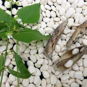 Henderson Lima Bean Organic Seeds (Phaseolus lunatus) – Bush-type variety known for reliability and creamy texture. This compact heirloom is perfect for short growing seasons and delivers tender, buttery beans for stews, succotash, or freezing.