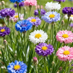 200 Mixed Cornflower Seeds – Colorful, Easy-Grow Flowers for Beds & Wildflower Areas (Seeds Only)