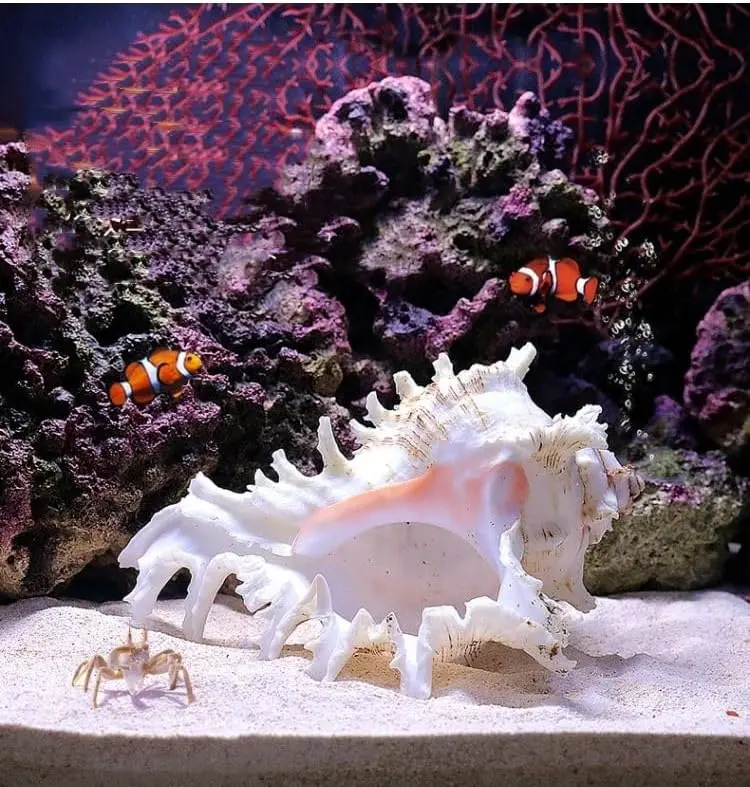 5.5 to 6.3 Large  Conch Shell Fish Tank Hideout Fish Tank House  Conch sea Shells for Fish Tank,Air , Decorations,DIY Crafts