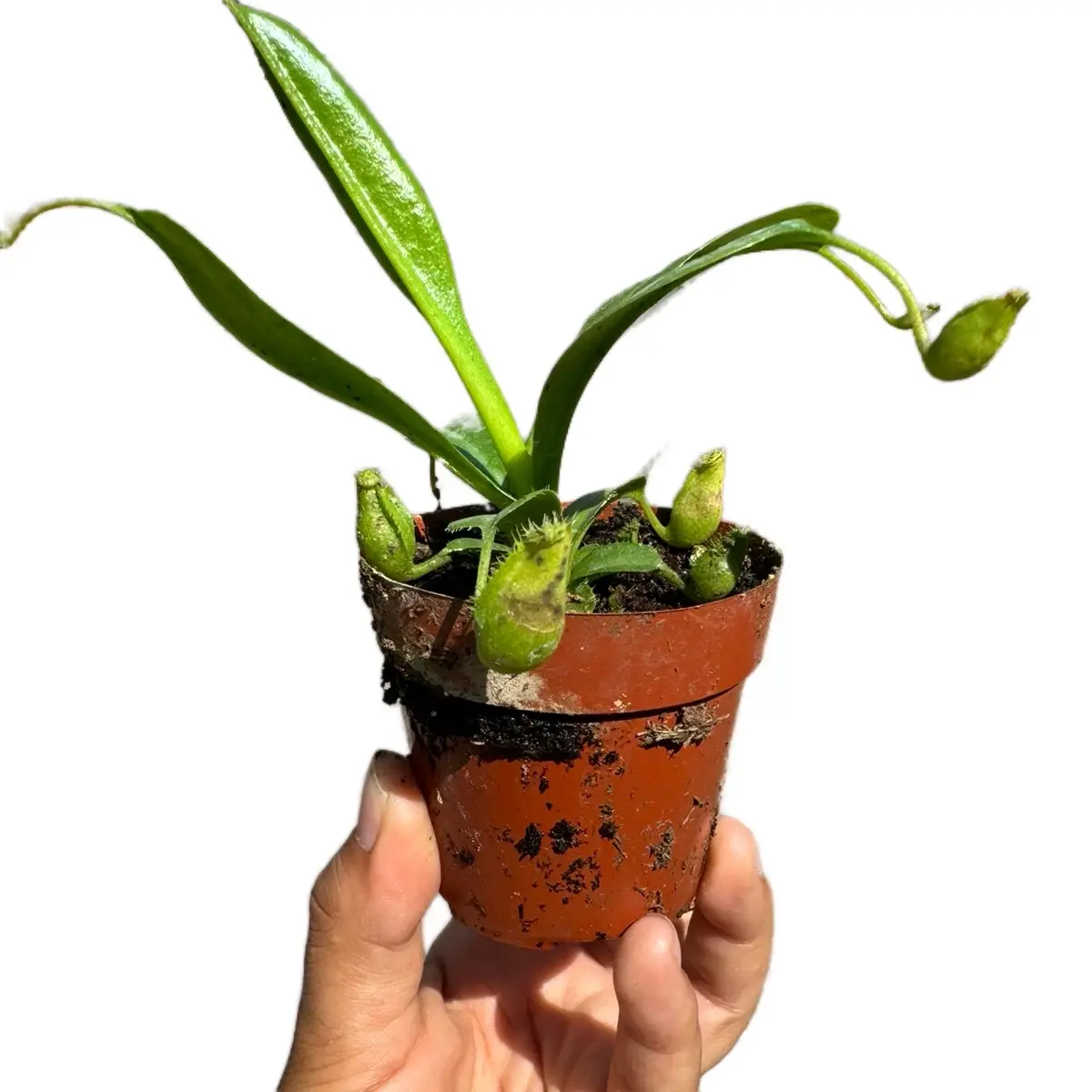 Monkey Cup Pitcher Carnivorous Plant 2 in pot plant nepenthes