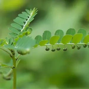 Chanca Piedra Leaves Tea Phyllanthus Herbal Tea Traditional 200 gram Herbal Remedy Health