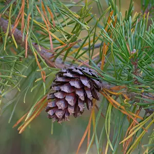 Loblolly Pine Cones - Natural Pine Cones for Crafts, Decorations, and Gardening (Pinus taeda)