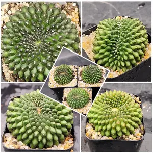 Gymnocalycium Crested Thornless Cactus Unique Rare Special Bright Cacti