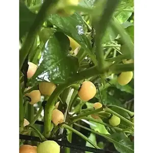 Pepper Seeds - Aji Charapita , PEACH,Hot