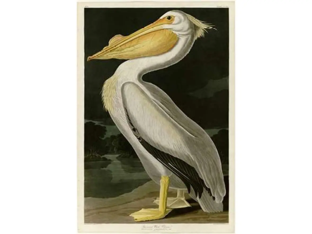 Audubon American White Pelican Artistic Printed Paper Poster Print - Porter Design PDXJJA311LARGE, 20x28 in, Home Decor Room Decoration Wall Art