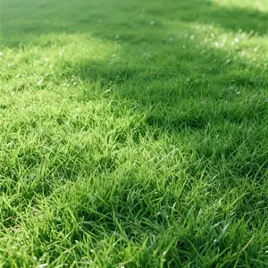 Grass Seed and Shade Grass, Grows quickly and withstands all seasons, perfect for high-quality turf and golf courses, High Germination Grass Seeds Grown