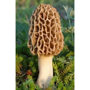TRUE morel mushroom grow kit grow morel mushrooms at home and garden