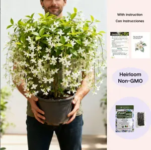 Trailing Jasmine Seeds Bridal Veil High Germination Rate Nodding Clerodendron Easy to Grow Long Lasting Aroma for Home Garden Fragrant Blooms Rare Cascading Jasmine Perfect for Balconies & Indoor Pots