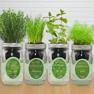 Hydroponic Herb Bundle - Mint, Thyme, Chives, Dill