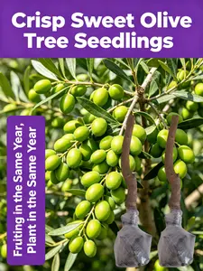 Olive Tree Outdoor Decor for Patio Garden Backyard Natural Greenery Mediterranean Style Tree