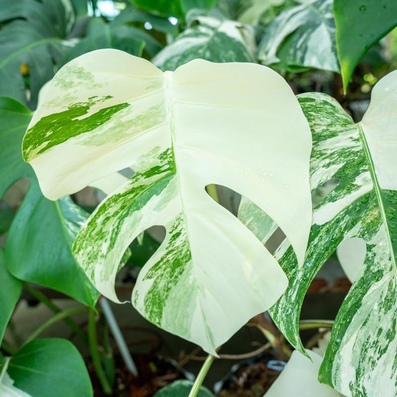 Philodendron Monstera Thai Constellation 4-6 Inch Tall Variegated Monstera Plant