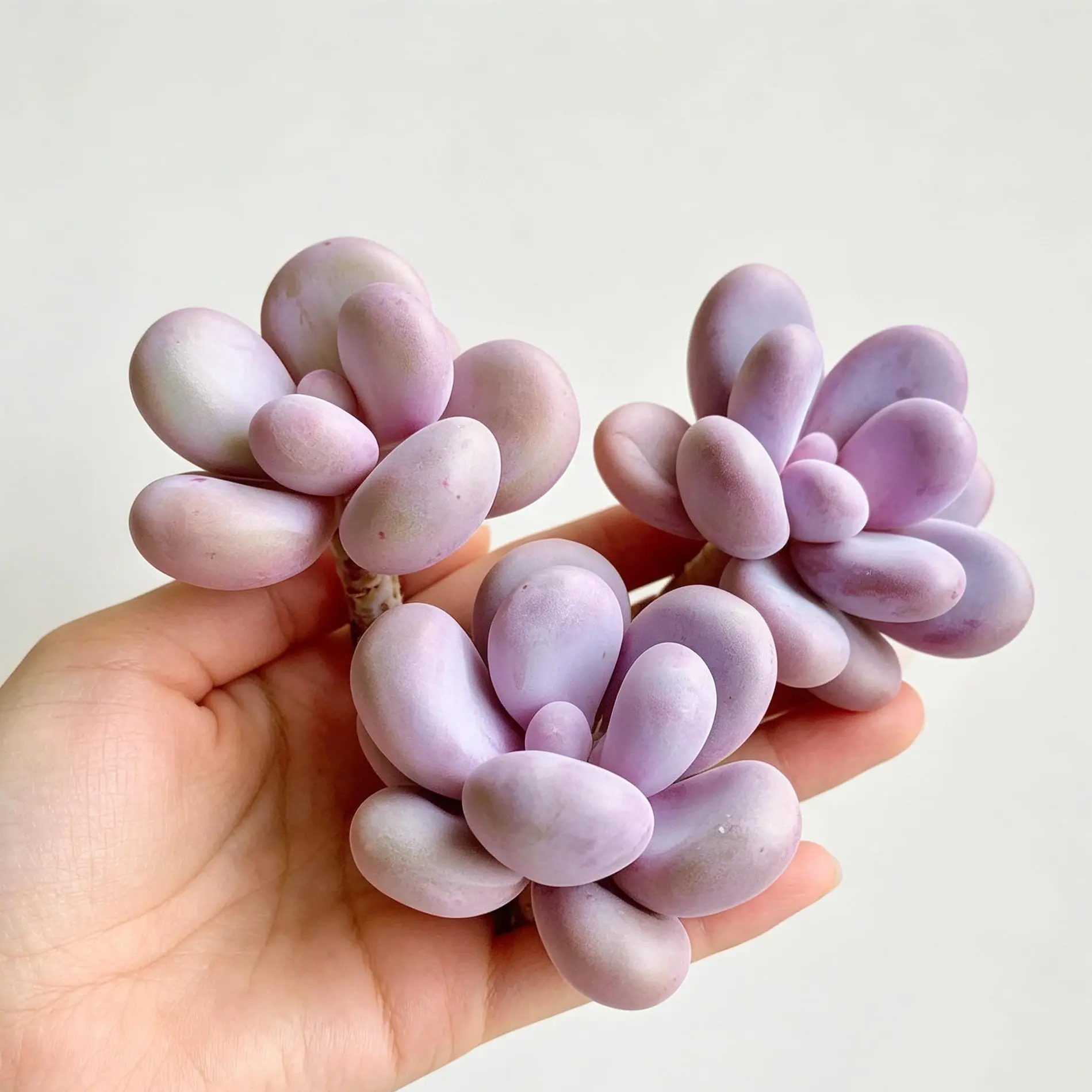 Graptopetalum Amethystinum ‘Cheese’ – Rare Live Succulent, Easy Care Bare Root Plant, Indoor Decor, Beginner Friendly