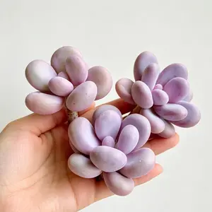 Graptopetalum Amethystinum ‘Cheese’ – Rare Live Succulent, Easy Care Bare Root Plant, Indoor Decor, Beginner Friendly