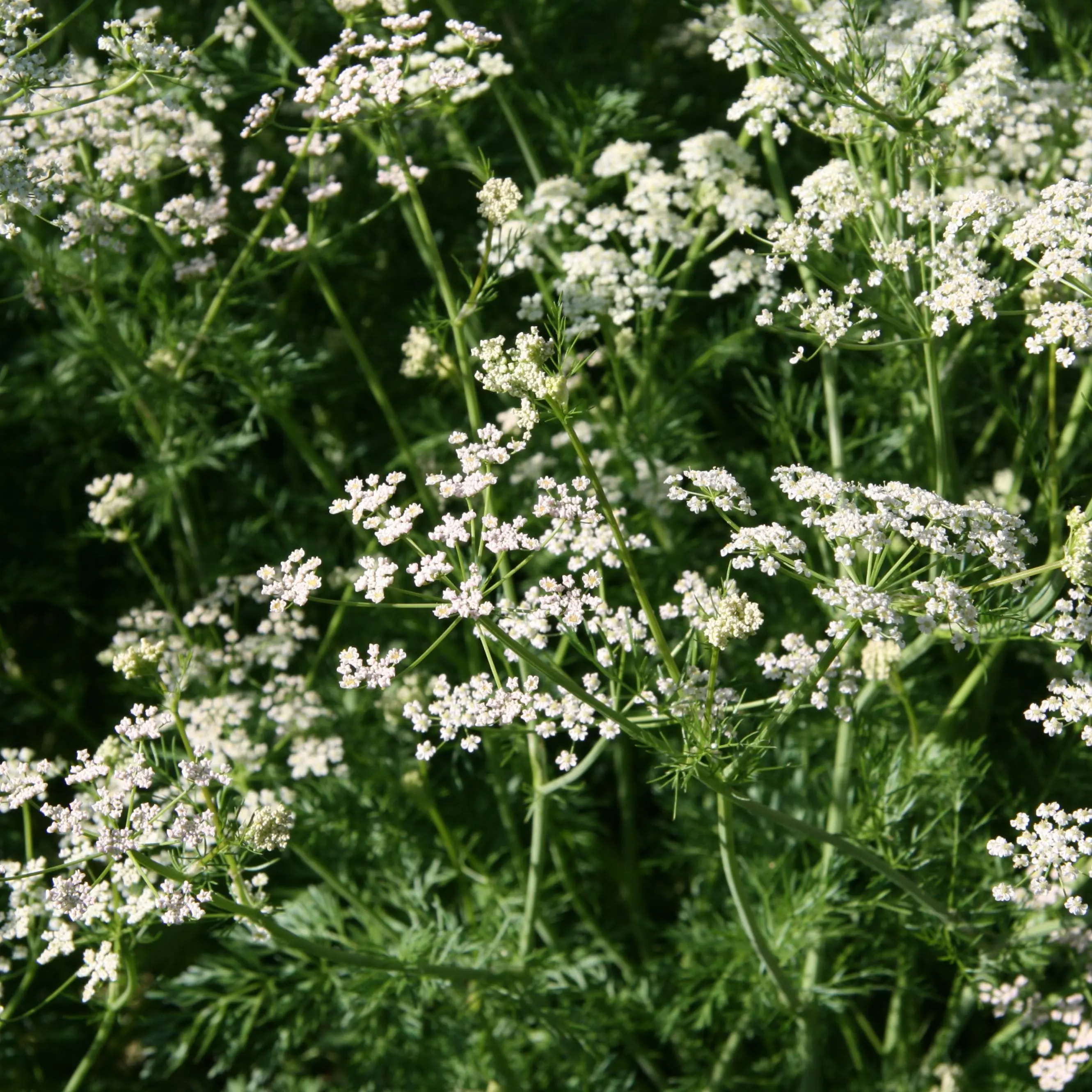 Caraway (Carum carvi) Organic Seeds – Aromatic Culinary and Medicinal Herb, Biennial Plant for Herb Gardens