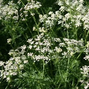 Caraway (Carum carvi) Organic Seeds – Aromatic Culinary and Medicinal Herb, Biennial Plant for Herb Gardens