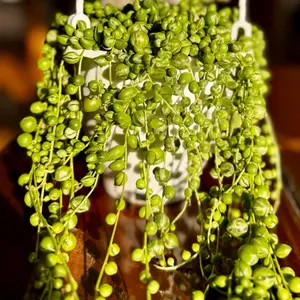 String of Pearls 4.5” Hanging Pot