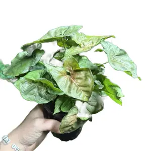 4” Syngonium ‘Maria’