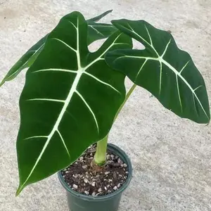 Alocasia Micholitziana Frydek - Indoor Live Plant, Green Velvet Alocasia, Elephant Ear-Shaped Leaves, Bright Light & High Humidity Decorative Houseplant