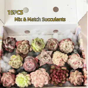 15 Pcs Succulent Seedlings with Roots｜Moisture-Retaining Packaging｜Assorted Varieties for Indoor Decor, Windowsill, Desk, Small Garden｜Easy Care for Beginners & Succulent Lovers Mix Gardens Non-GMO Sapling Plant Fruit Live