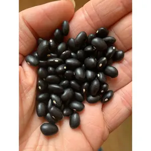 Black Turtle Beans