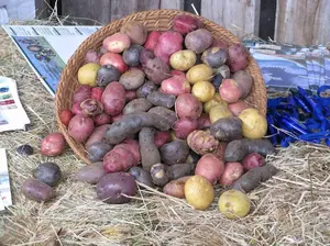 200 Simply Seed Potato Mix Certified Seed Non GMO Red Pontiac, Golden Yukons and Purple Majesty Easy Plant