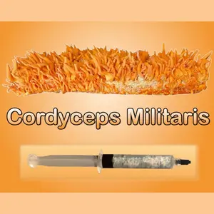 Cordyceps Militaris Liquid Culture