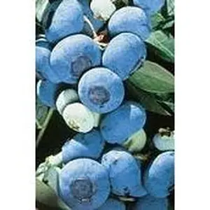 CHANDLER BLUEBERRY