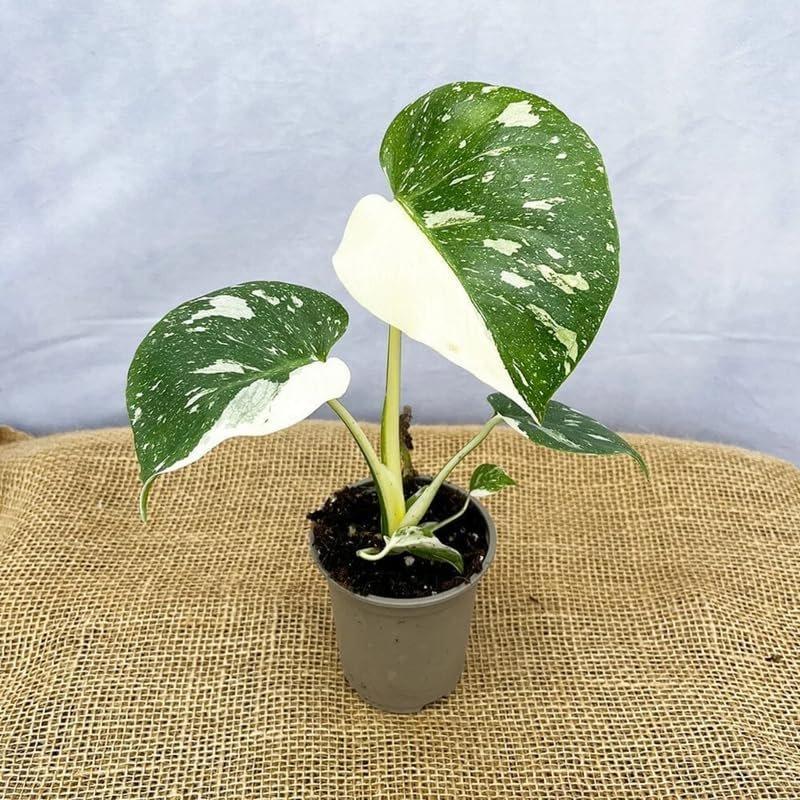 Mix Monstera Plant, Rare Tropical Monstera Well Rooted, Philodendron Indoor Houseplant 4-8 Inches Ready to Plant (Variegated White Monstera)