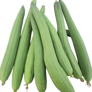 30 Indian Smooth Luffa Sponge Gourd Seeds – Clustering Habit for Abundant Harvests, Perfect for Organic Gardens and Eco-Friendly Natural Sponges