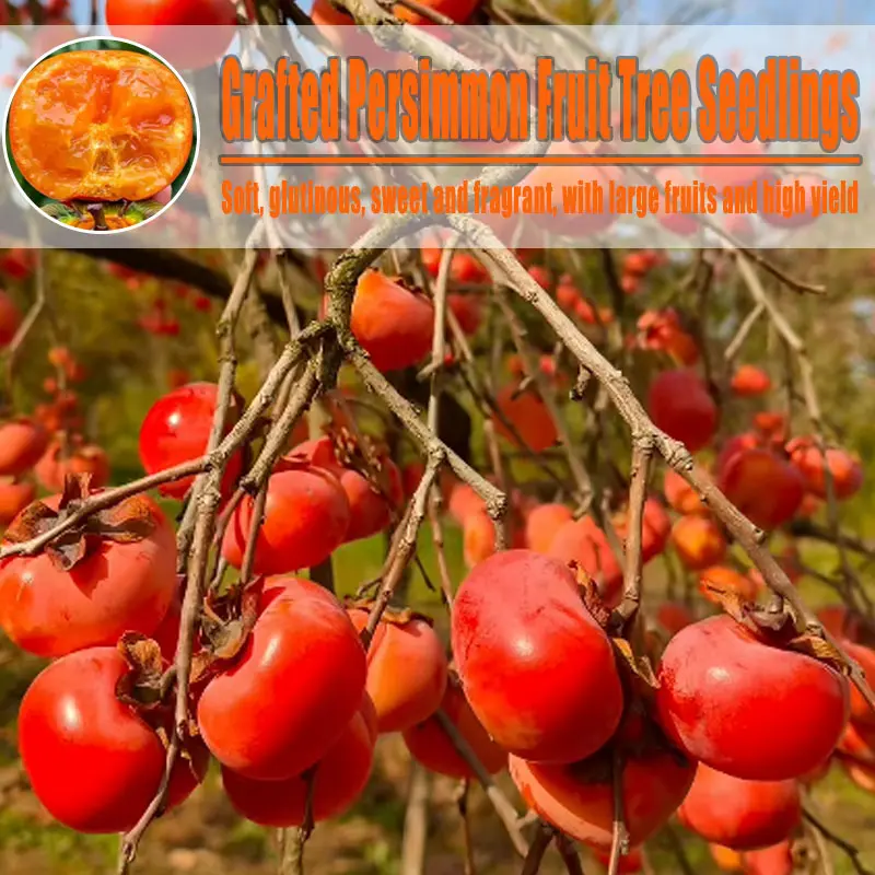 Grafted Persimmon Bare Root Sapling, Juicy Sweet Large Persimmon Live Fruit Tree for Home Orchard Planting