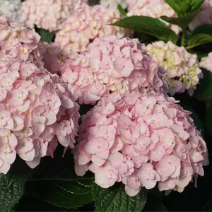 Wee Bit Innocent™ Hydrangea