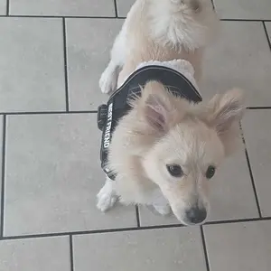 AUROTH No Pull Dog Harness Straps, Safety Harnesses for Dogs – Soft Padded Service Vest, Reflective, Adjustable, Easy On & Off – Ideal for Walking & Training, Fits Small, Medium & Large Dogs