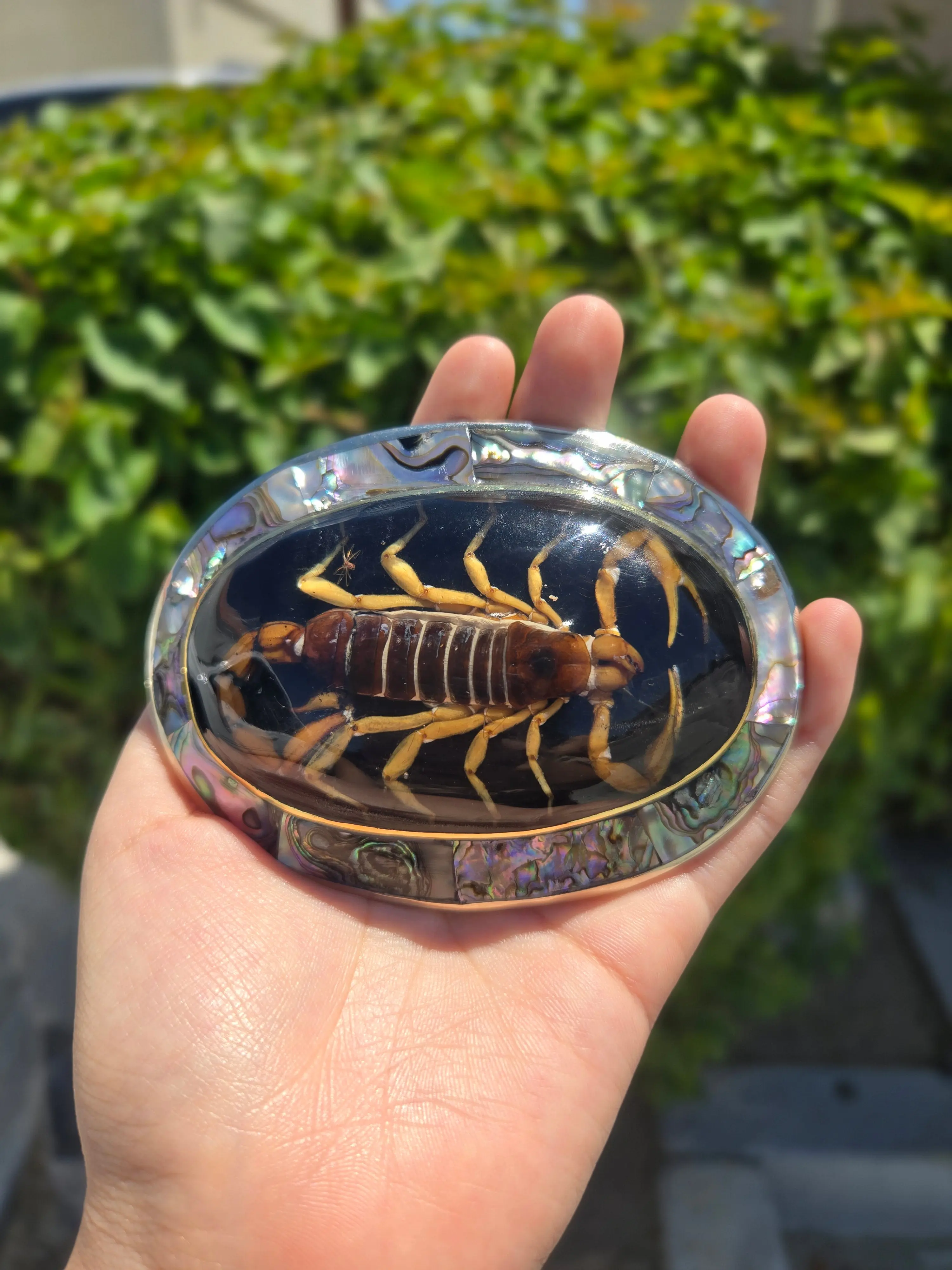 Scorpion Buckle