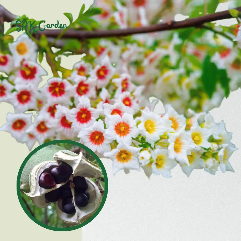 yellowhorn-tree-xanthoceras-sorbifolium-aka-goldenhorn-10-seeds
