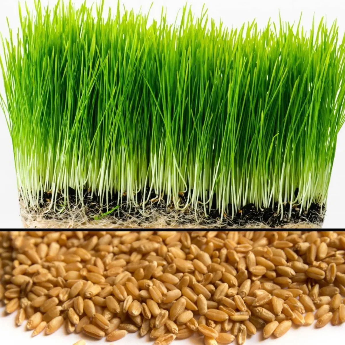Organic Wheatgrass Seeds 8 oz – Hard Red Wheat, Non-GMO Seeds for Wheatgrass, Juicing, Pet Grass & Indoor Trays