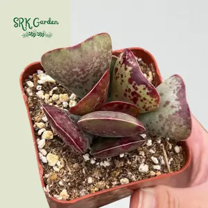 Calico Hearts, Heart Plant, Rare Succulents in 3" pot