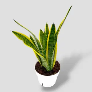 Sansiveria Laurentii Snake Plant 6” - Low Maintenance House Plant - Not Pet Safe