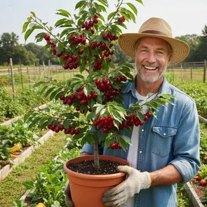 Organic Dwarf Cherry Tree Seeds – 200pcs Non-GMO Heirloom Mini Cherry Seeds